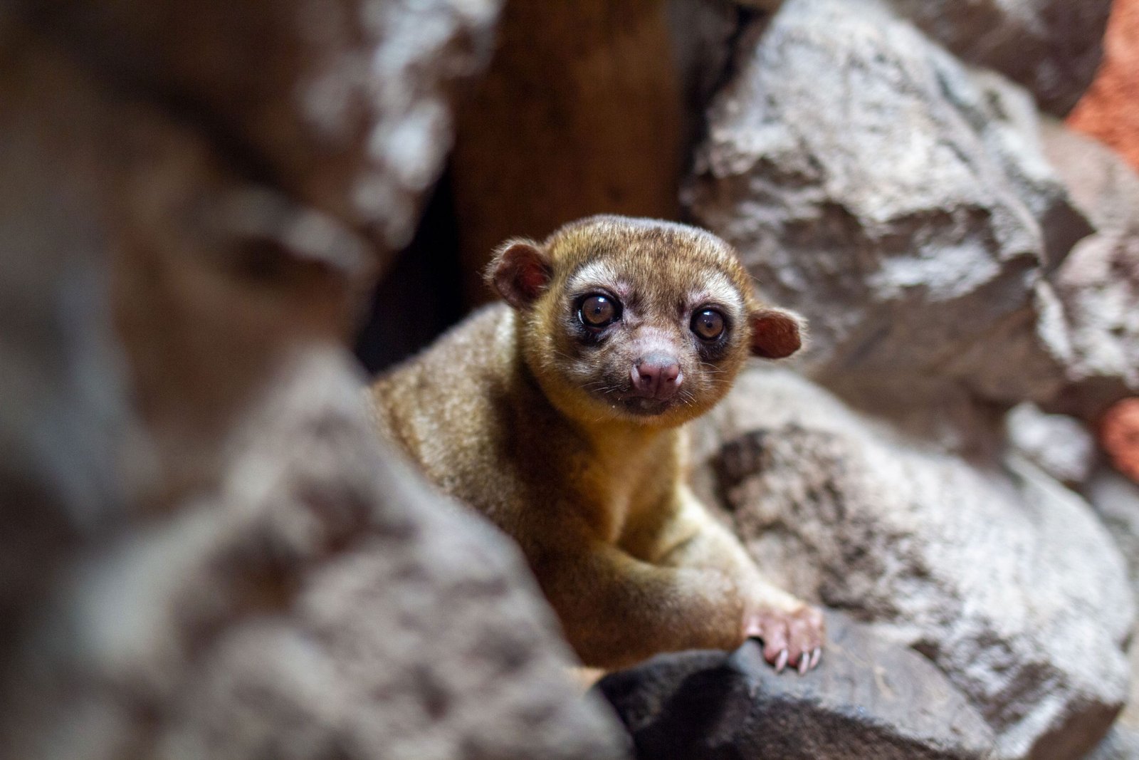 Zoológico de Guayllabamba de Quito