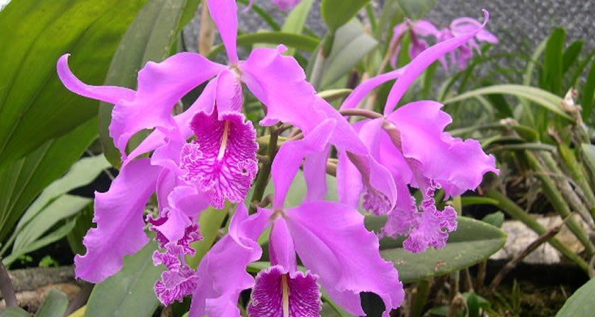 Orquideario Mindo